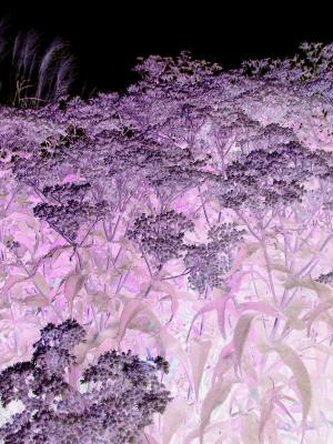 shades of purple.JPG