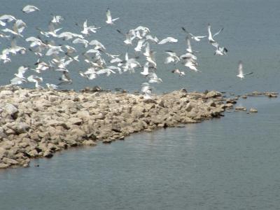 flock_of_seagulls