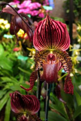 MaroonSlipper4846w.jpg