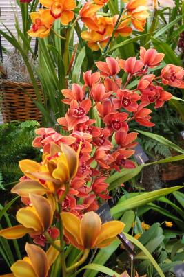 PeachMelba4939w.jpg