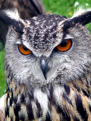 European Eagle Owl