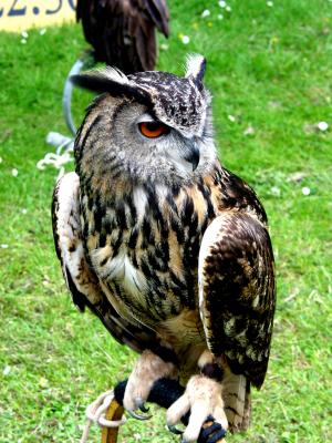 European Eagle Owl  2