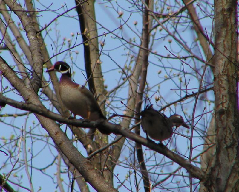 Wood Ducks