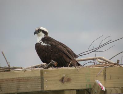 Osprey on nest, Leesylvania State Park