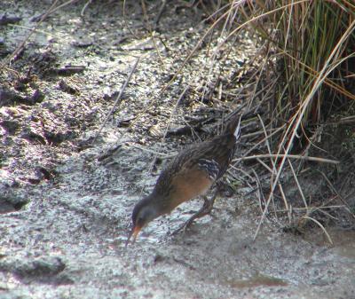 Virginia Rail