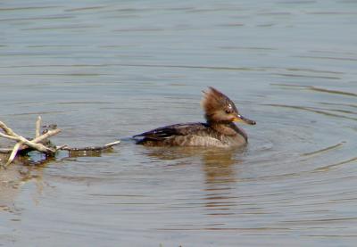 Hooded Merganser, female