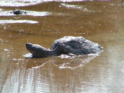 Snapping turtle