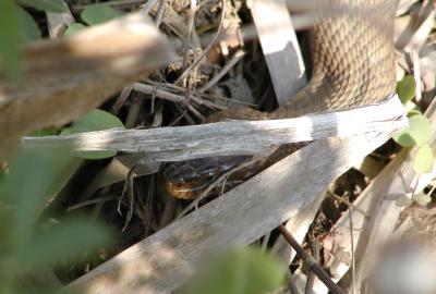 Water snake?