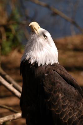 Guarding the Nest