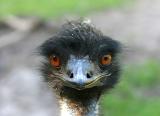 emu.jpg