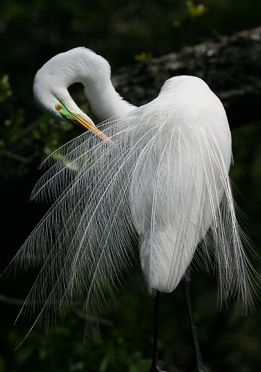 egretpreen.jpg