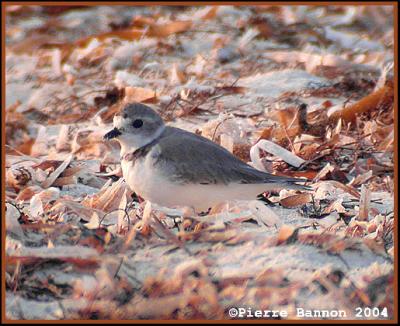 Pluvier siffleur (Piping Plover)