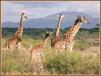 Masai Giraffe (Giraffe Masai)