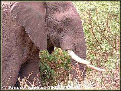 African Elephant (lphant d'Afrique)