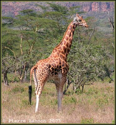 Rothschild's Giraffe (Giraffe de Baringo)