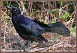 Quiscale noir (Greater Antillean Grackle)