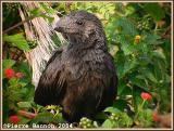 Ani  bec lisse (Smooth-billed Ani)