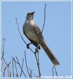 Moqueur des Bahamas (Bahama Mockingbird)