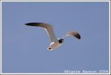 Mouette atricille (Laughing Gull)