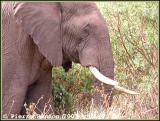 African Elephant (lphant dAfrique)