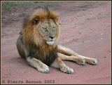 African Lion (Lion)