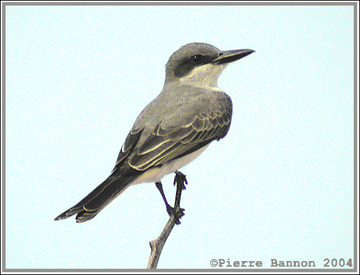Tyran gris (Gray Kingbird)