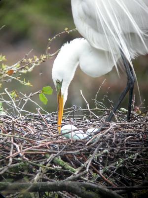 Great Egret with Eggs