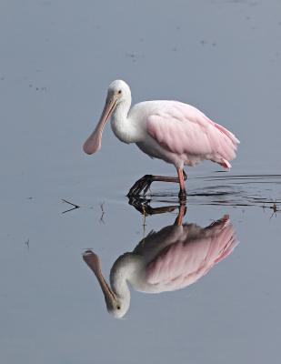 Spoonbill