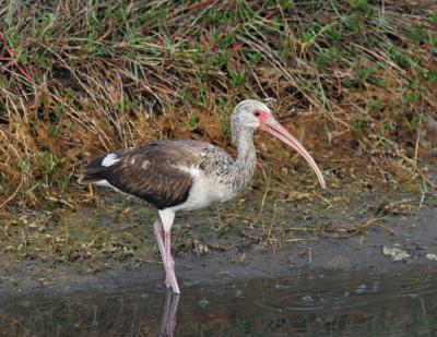 Imature White Ibis