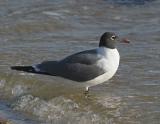 Laughing Gull