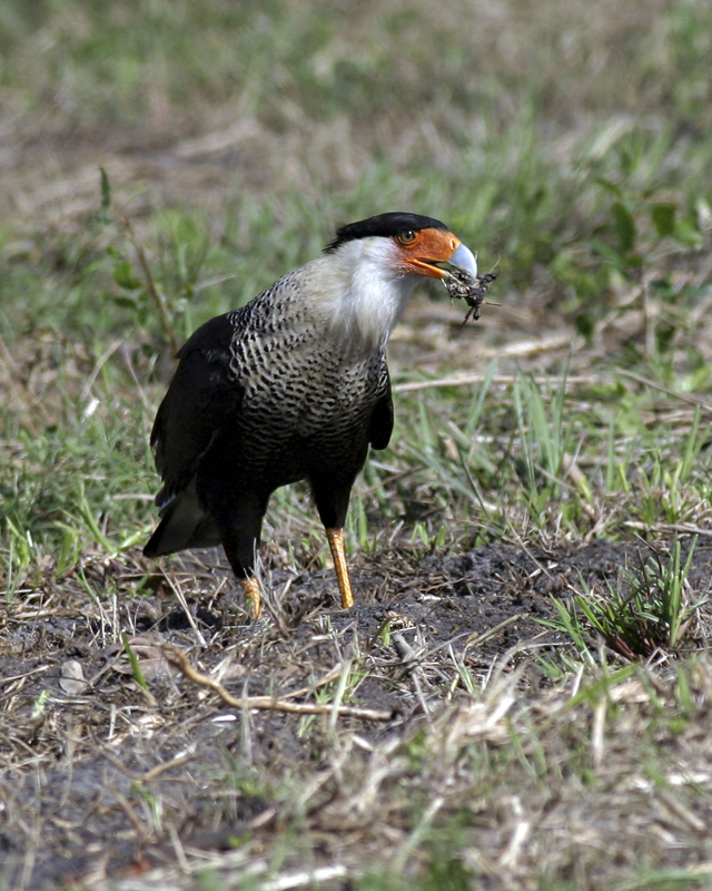 Crested Caracara