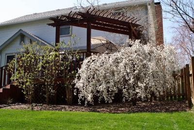 Spring Flowers