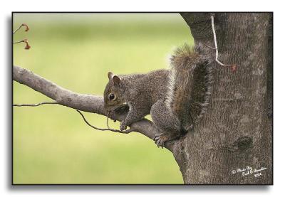 Gray Squirrel DSC_3673