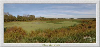 Ohio Wetland