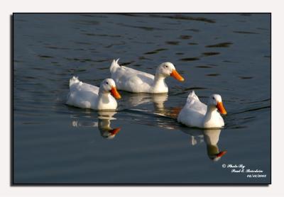 White Ducks copy.tif