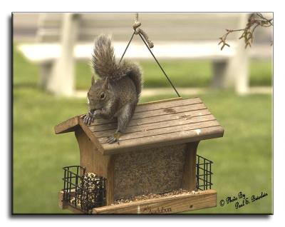 A Young Gray Squirrel