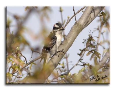 Downy Woodpecker