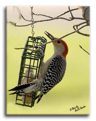 Red Bellied Woodpecker