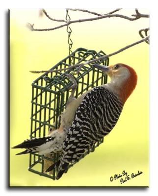 Red Bellied Woodpecker