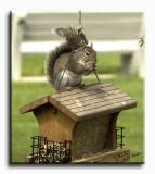 A Young Gray Squirrel