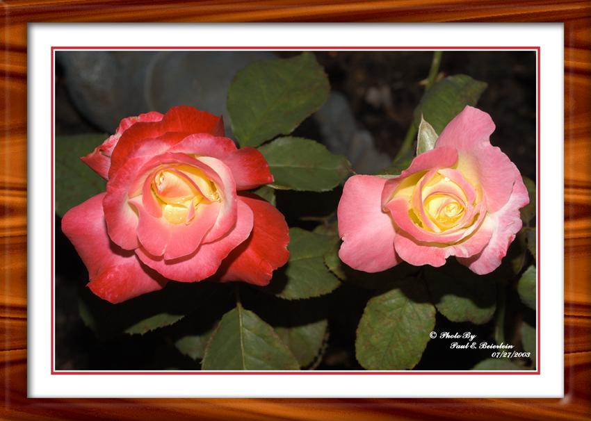 Untitled - 1 copy.tif