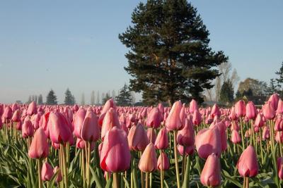 Tulips-n-Tree by Steve O