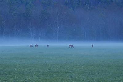 cadescovedeer2shawngrant.jpg
