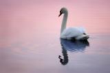 Swan by Andrew