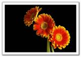 Gerberas by Andrew