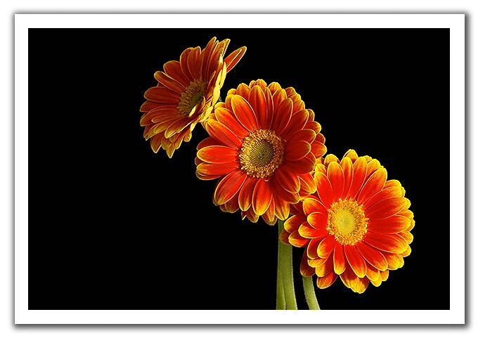 Gerberas by Andrew