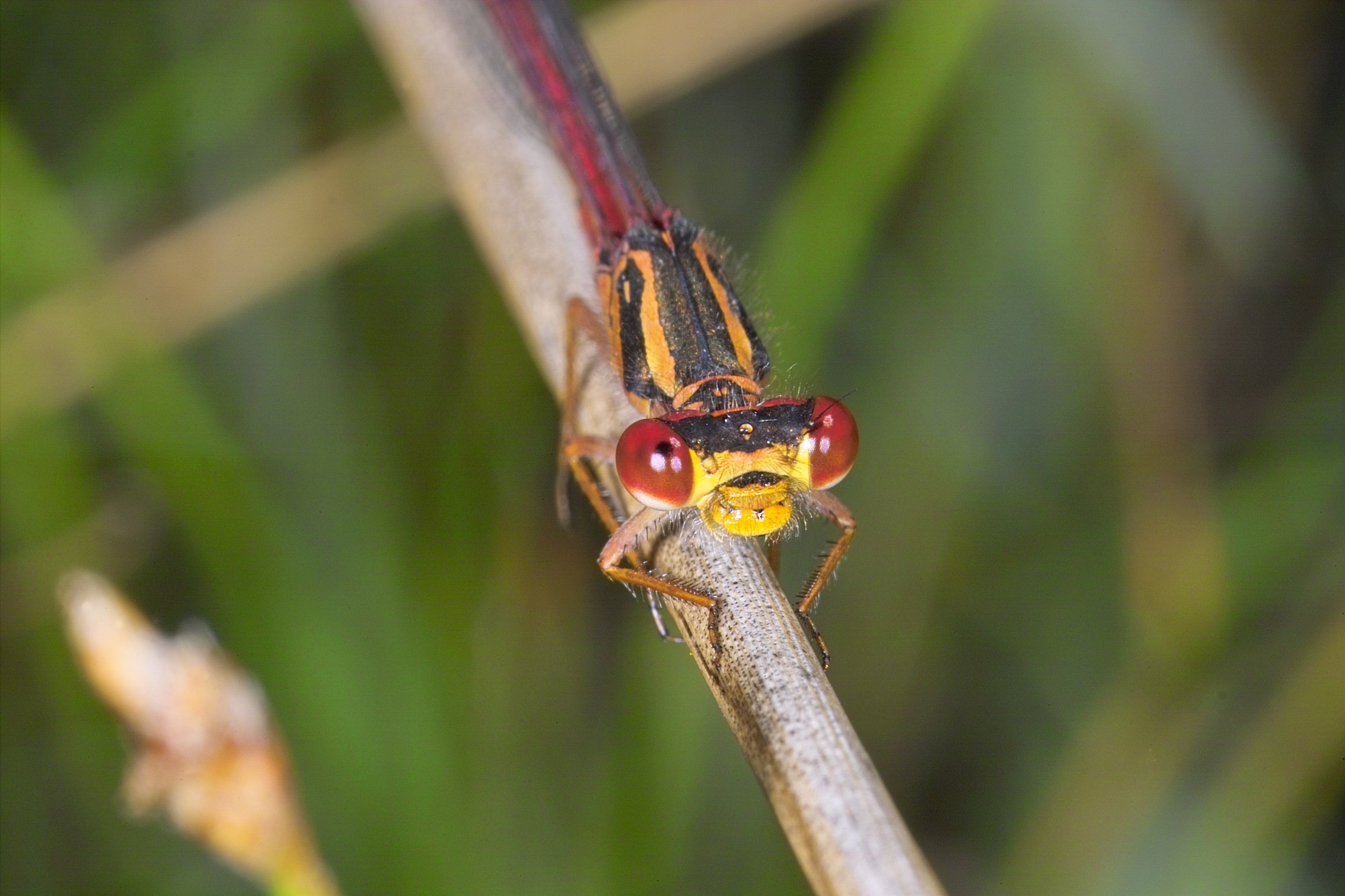 Damsel Fly