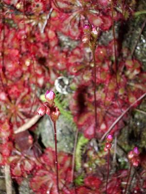 Drosera (a Carnivous Plant) near Ham Tin Wan 毛氈苔, 一種食蟲植物 (近鹹田灣)