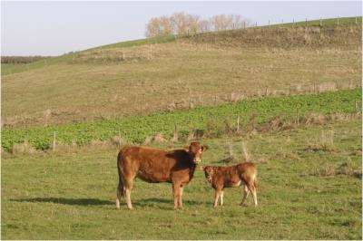 Limousines in Winthagen