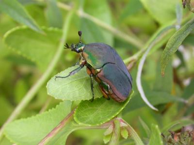 Green June Beetle.jpg